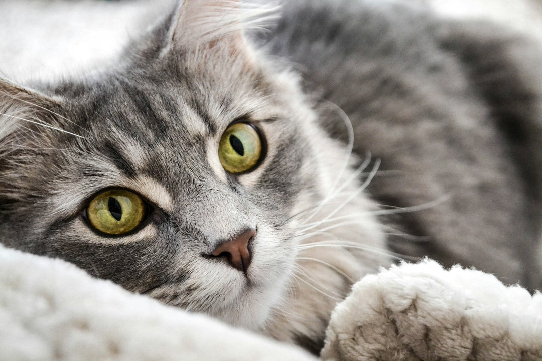 a faithful and attentive grey cat